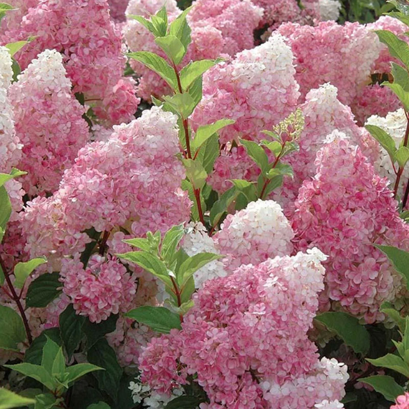 🌺СЕМЕНА НА ХОРТЕНЗИЯ МЕТИЛИЧНА
