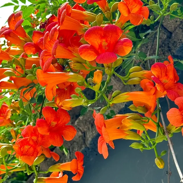 🧡Семена от тръбна лоза — машината за облицоване на стени