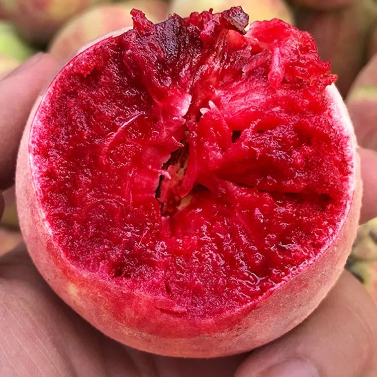 Семена от кървава праскова🍑