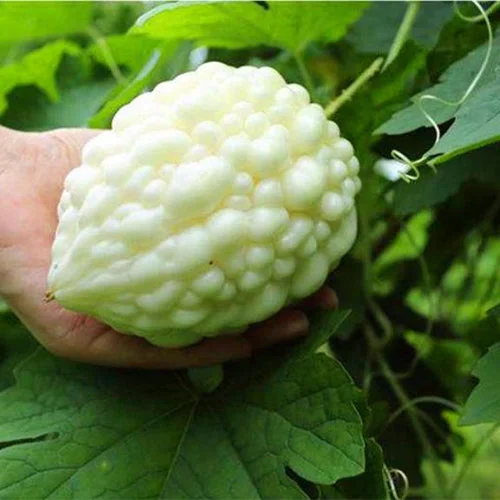 Семена от ябълка и балсамова круша