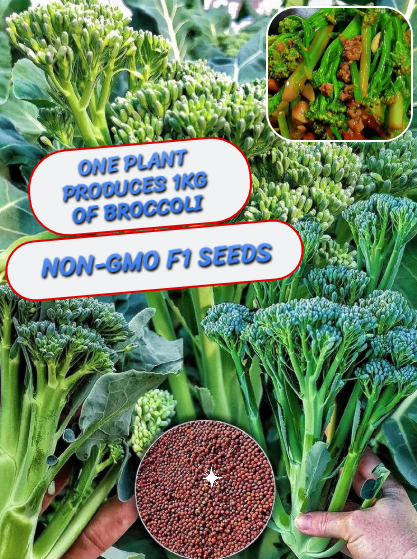 🥦Семената от броколи могат да се берат непрекъснато в продължение на 4 месеца.