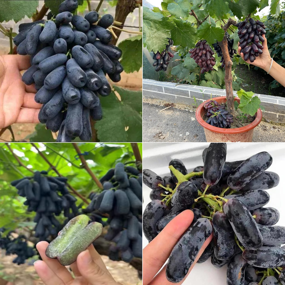 🎆Гореща разпродажба🥂Семена от гуава Rouge