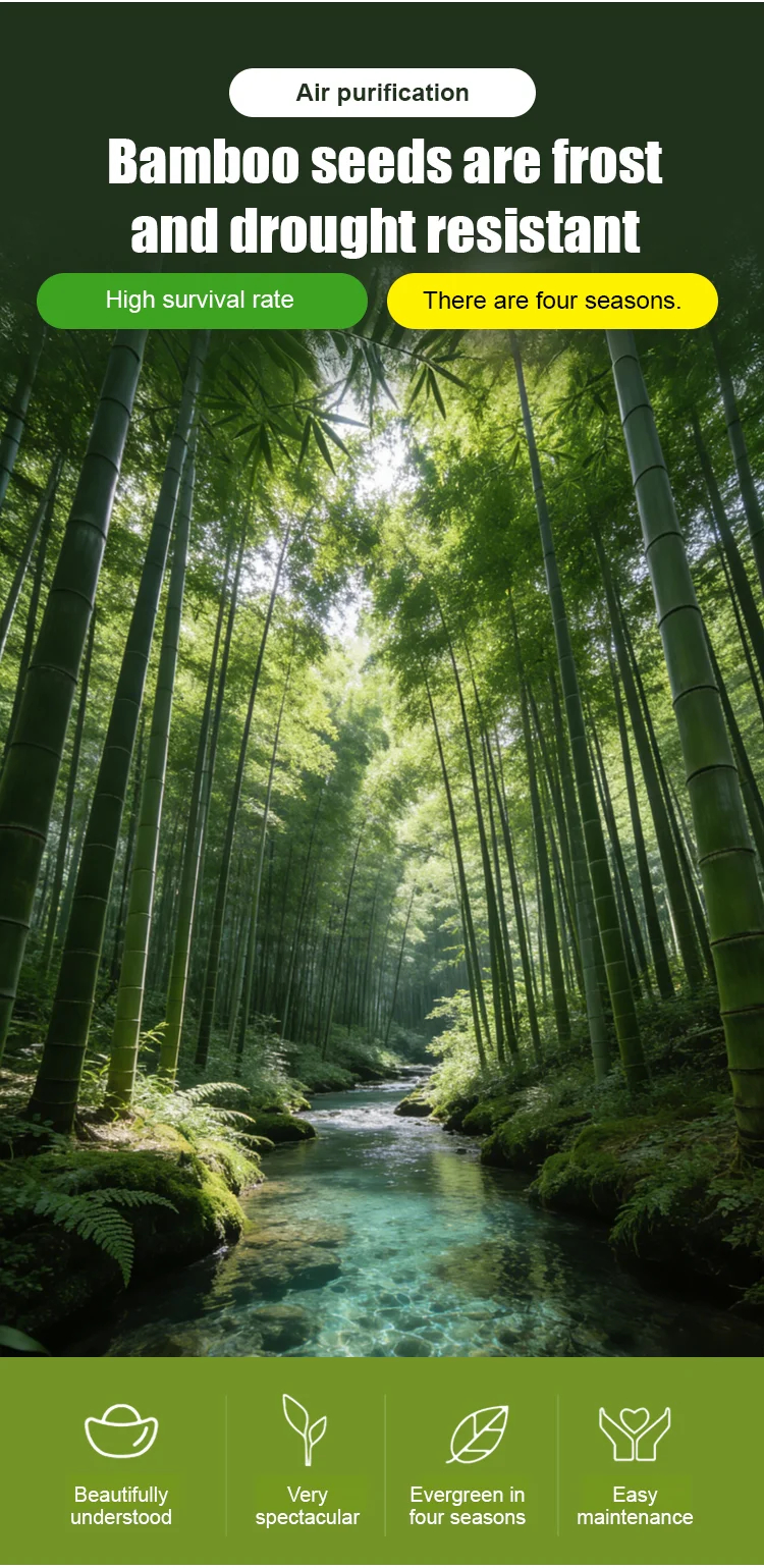 Студоустойчиви и сухоустойчиви зелени бамбукови семена за пречистване на въздуха