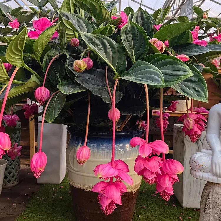 Medinilla Magnifica🌺СЕМЕНА НА ЦВЕТЯТА НА ЛОТОС