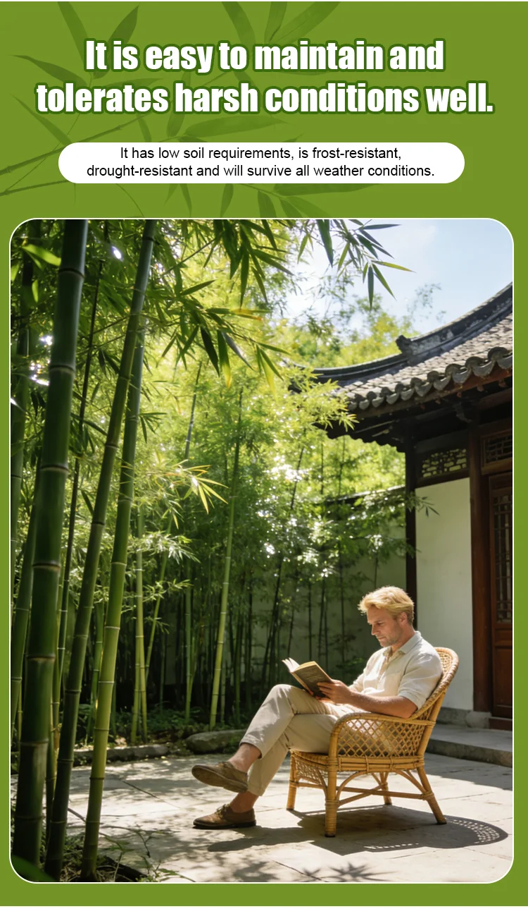 Студоустойчиви и сухоустойчиви зелени бамбукови семена за пречистване на въздуха