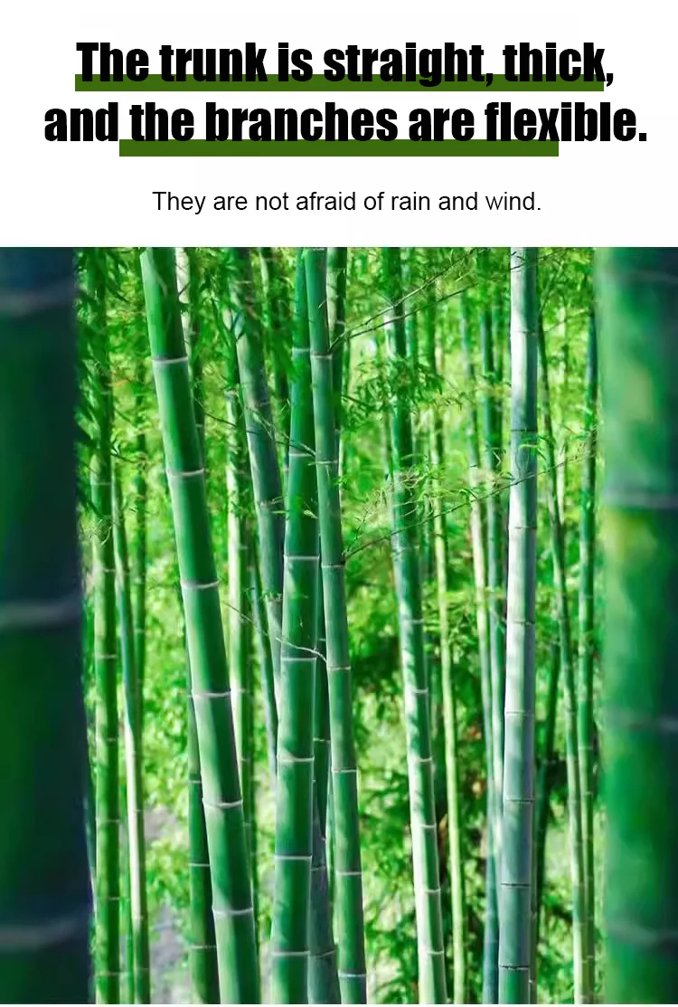 Студоустойчиви и сухоустойчиви зелени бамбукови семена за пречистване на въздуха