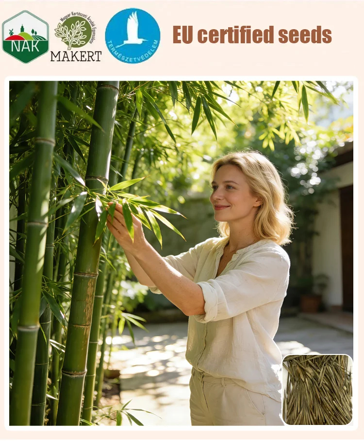 Студоустойчиви и сухоустойчиви зелени бамбукови семена за пречистване на въздуха