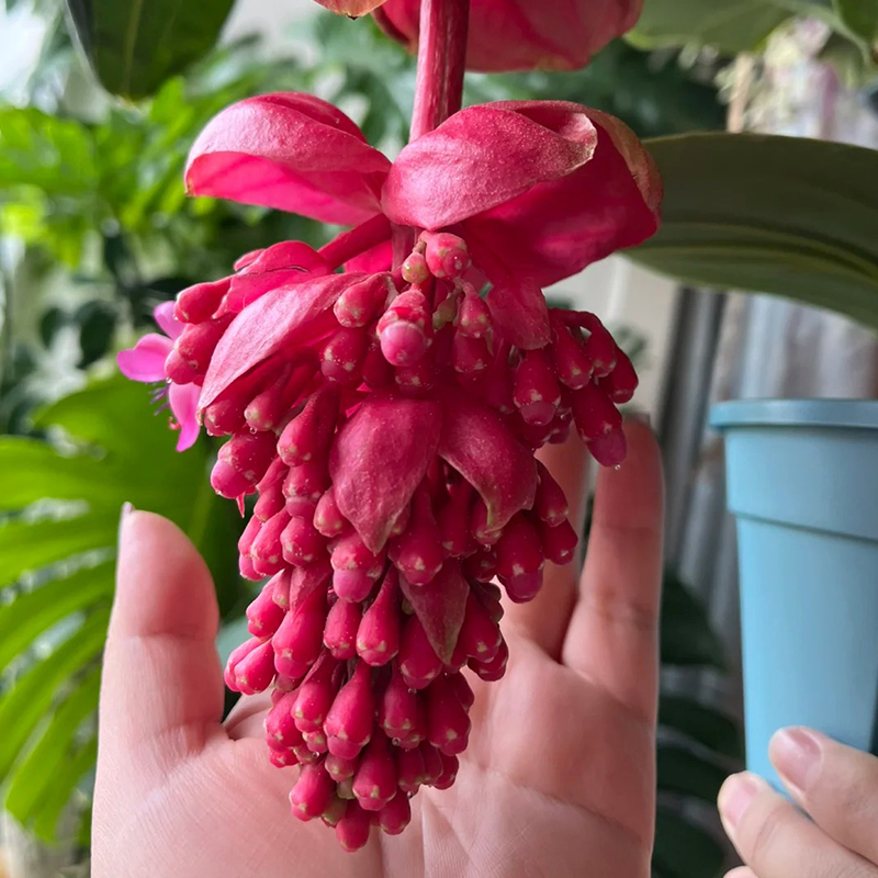 Medinilla Magnifica🌺СЕМЕНА НА ЦВЕТЯТА НА ЛОТОС