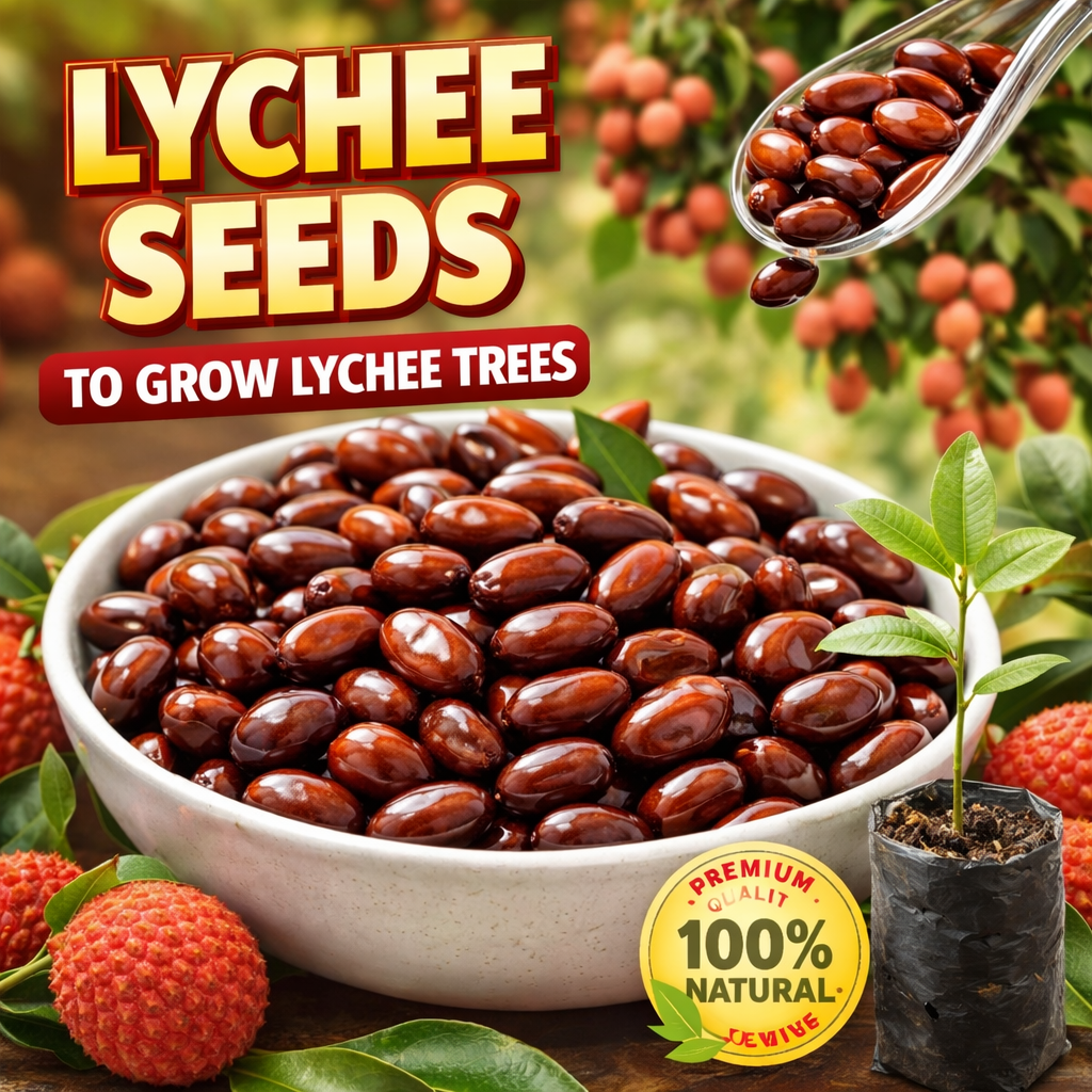 100% чисти и високодобивни✨Висококачествени семена от личи без семки😋