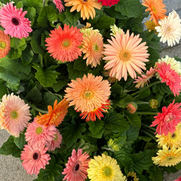 🌼Семена от гербери с различни цветове