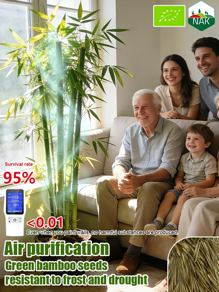 Студоустойчиви и сухоустойчиви зелени бамбукови семена за пречистване на въздуха