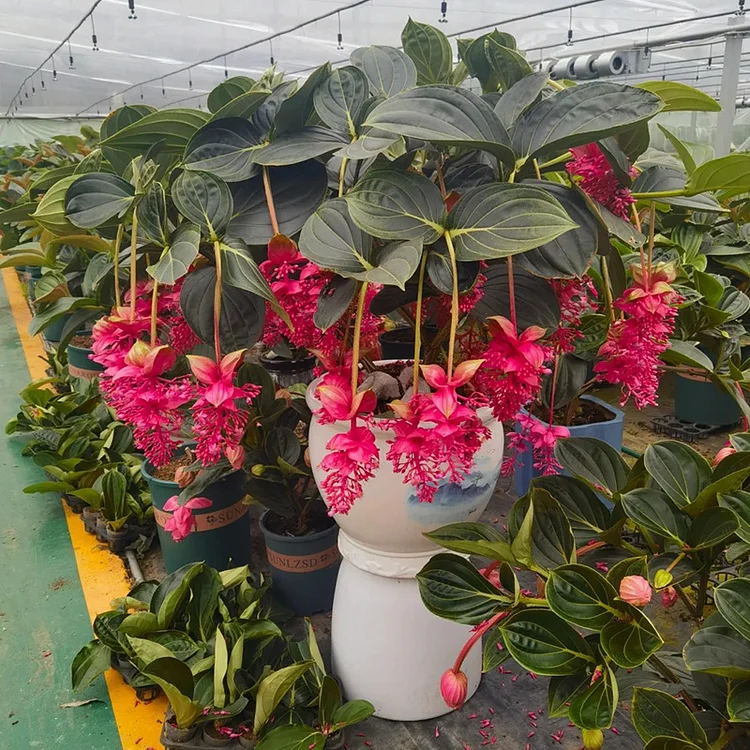 Medinilla Magnifica🌺СЕМЕНА НА ЦВЕТЯТА НА ЛОТОС