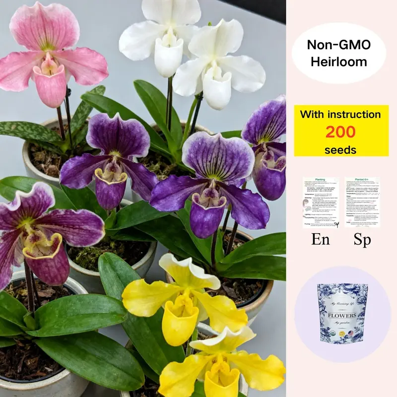 Zmiešané farebné semená vzácnej orchidey Slipper – úžasné spárované farby, ľahko sa pestujú v interiéri