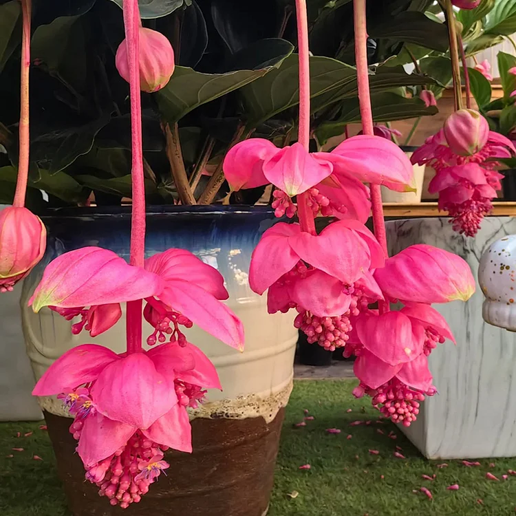 Medinilla Magnifica🌺СЕМЕНА НА ЦВЕТЯТА НА ЛОТОС