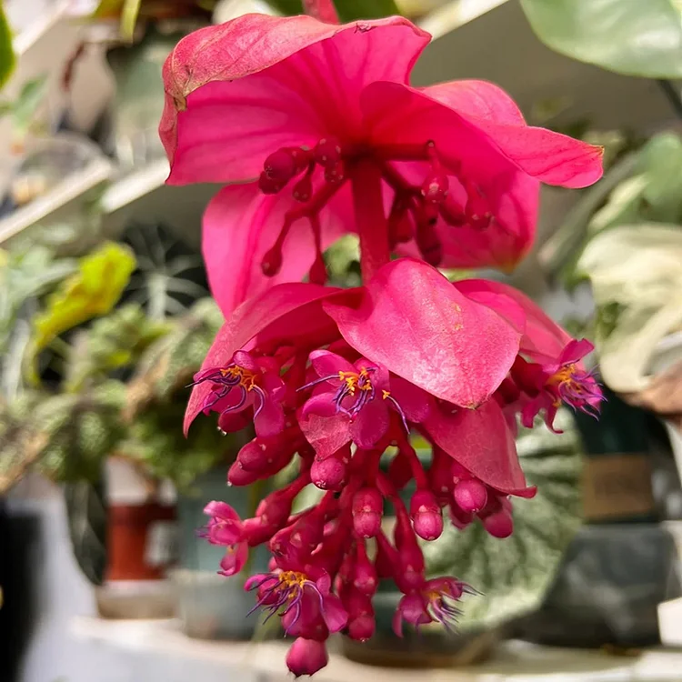 Medinilla Magnifica🌺СЕМЕНА НА ЦВЕТЯТА НА ЛОТОС