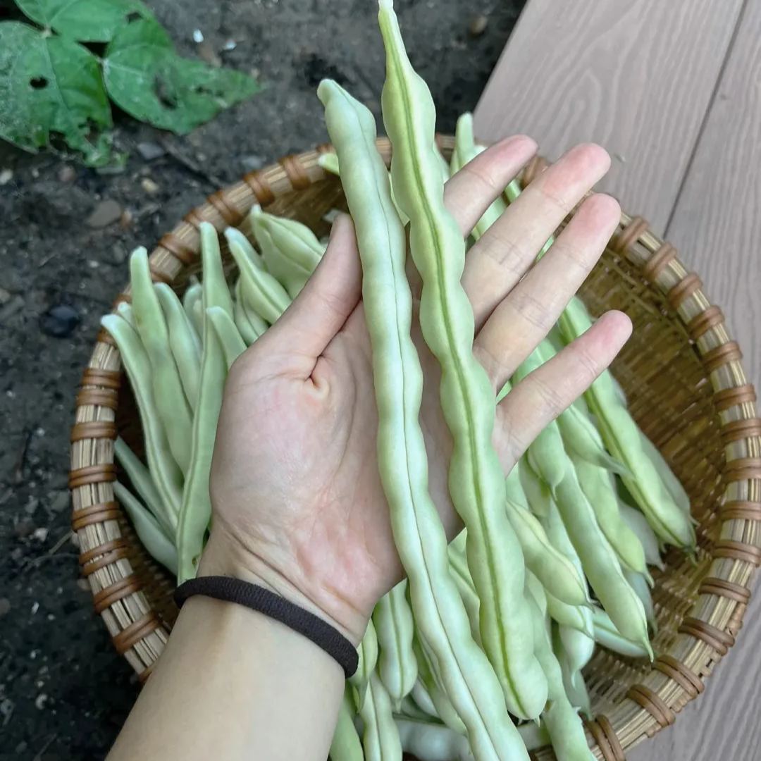 Високодобивен червен боб