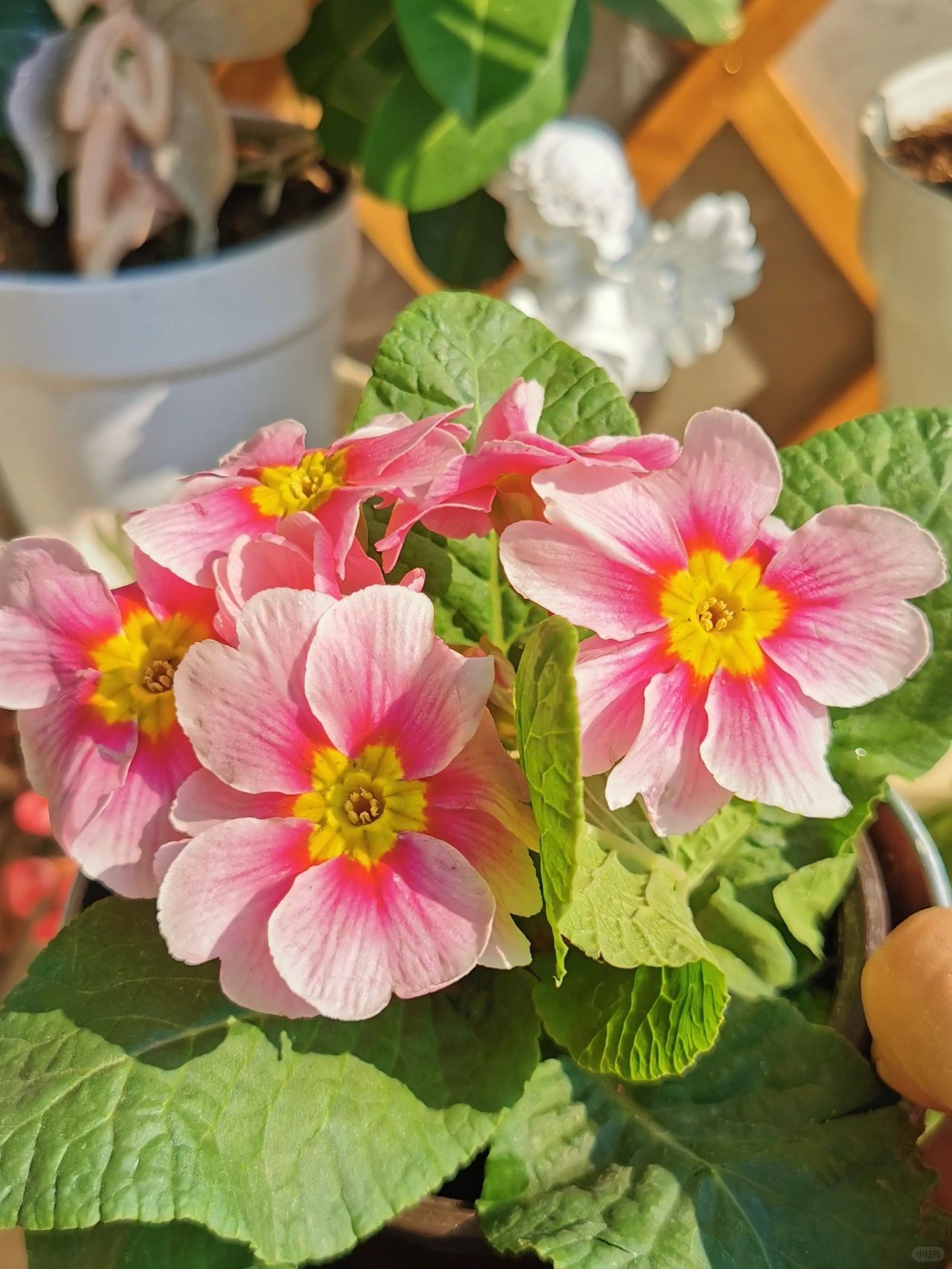 Primrose - Spring's First Bloom