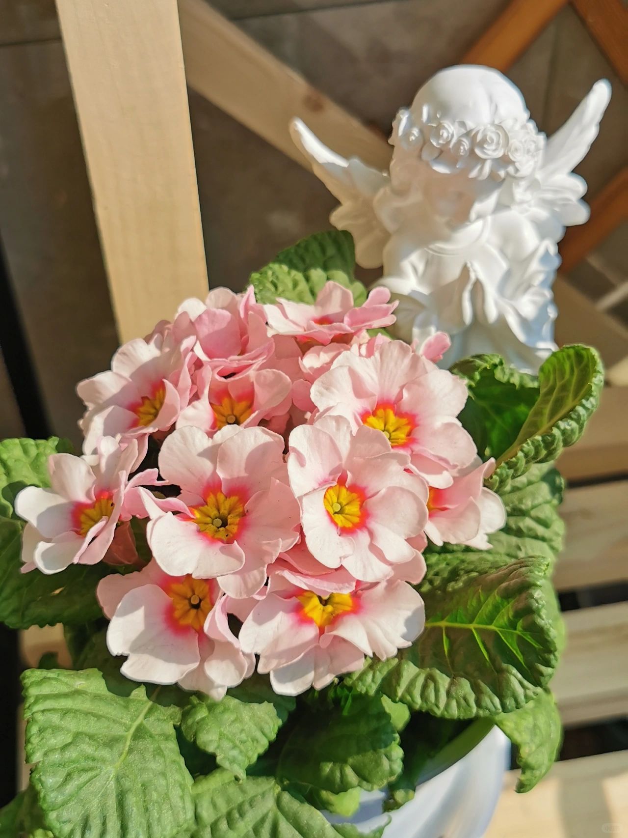 Primrose - Spring's First Bloom