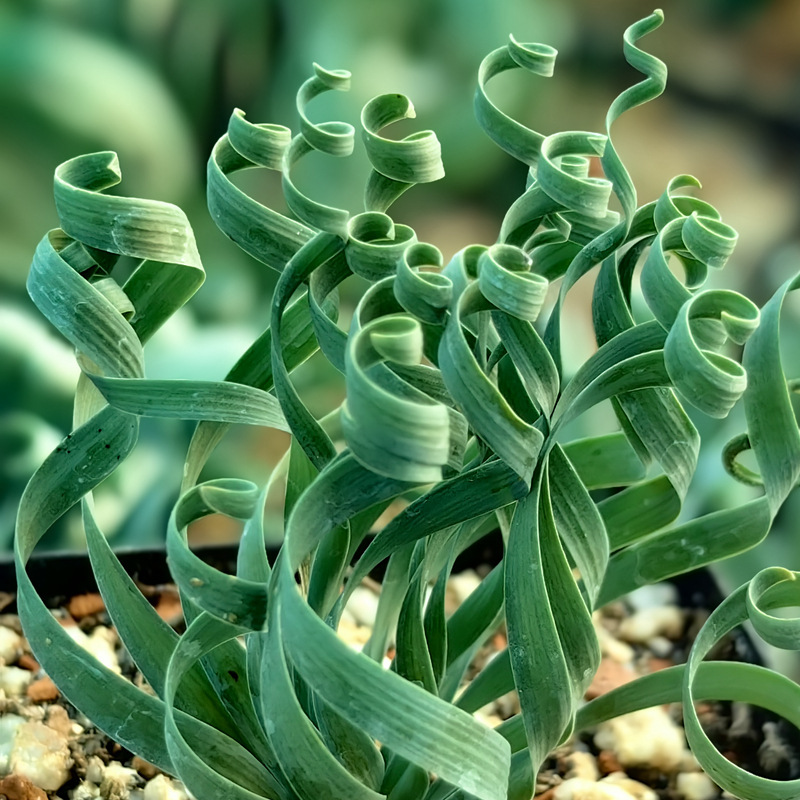 Редки пролетни тревни спираловидни сукуленти