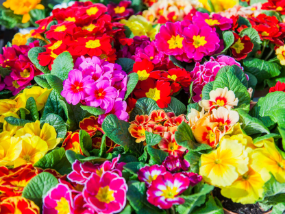 Primrose - Spring's First Bloom