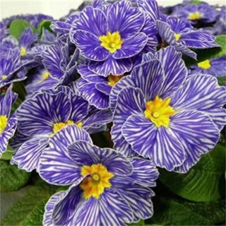 Primrose - Spring's First Bloom