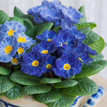 Primrose - Spring's First Bloom