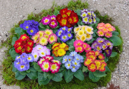 Primrose - Spring's First Bloom