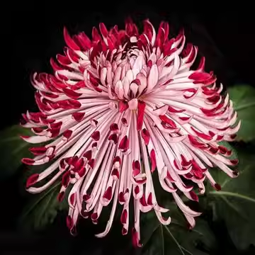 Beautiful Rare Spider Chrysanthemum 🌻 Very Easy