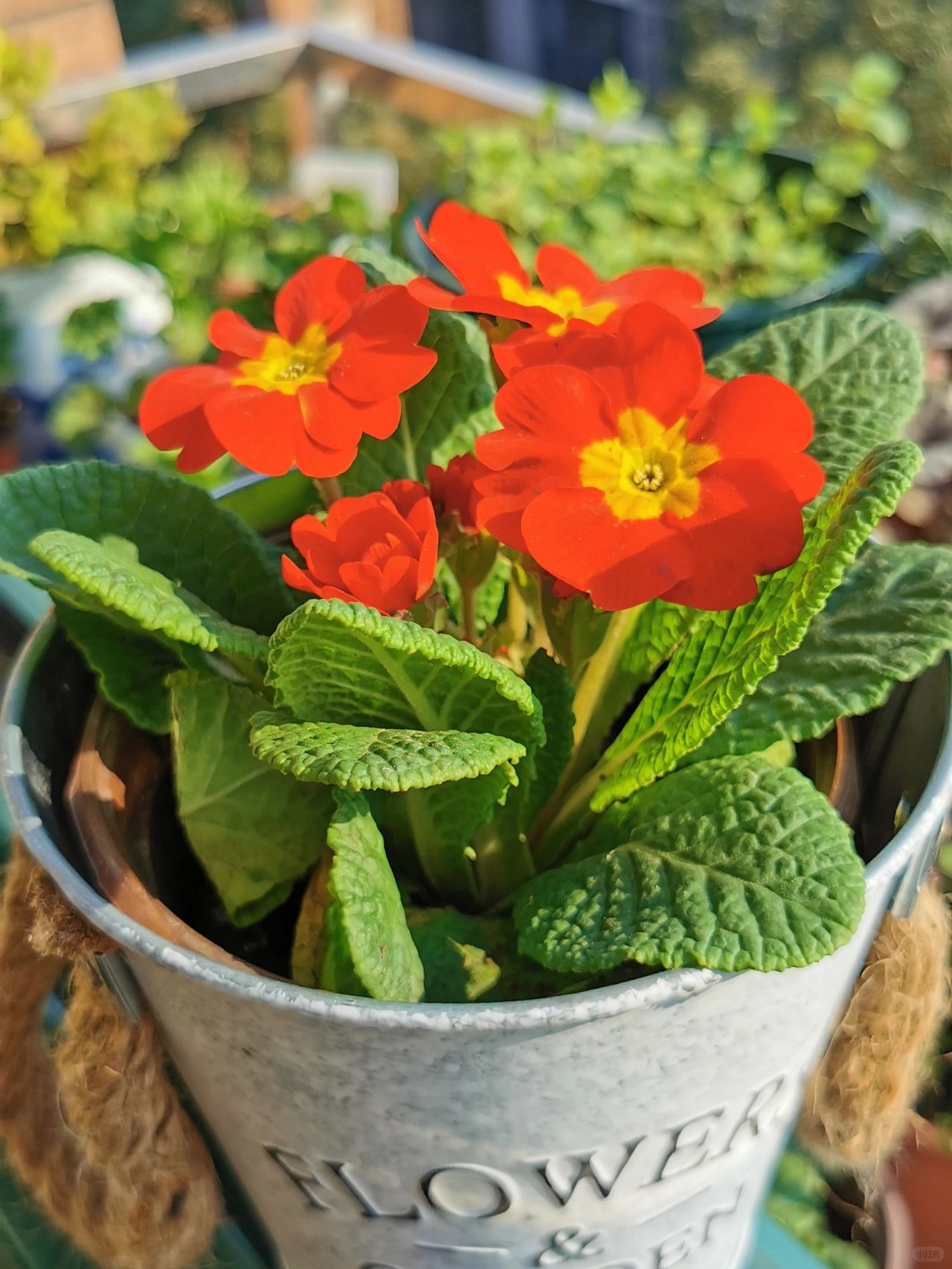 Primrose - Spring's First Bloom