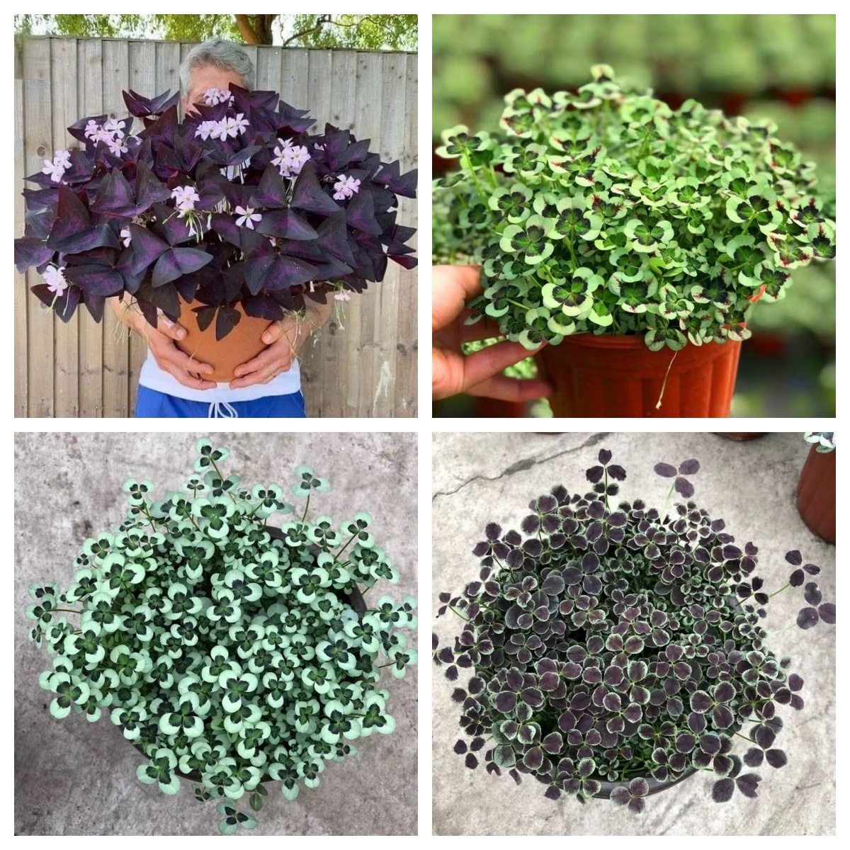 💜 Fialový oxalis / Šťastný ďatelinový kvet | Ľahko pestovateľná izbová aj vonkajšia rastlina