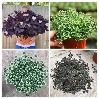 💜 Fialový oxalis / Šťastný ďatelinový kvet | Ľahko pestovateľná izbová aj vonkajšia rastlina