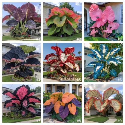 🎉 Редки 🌿 Гигантски цветни каладии