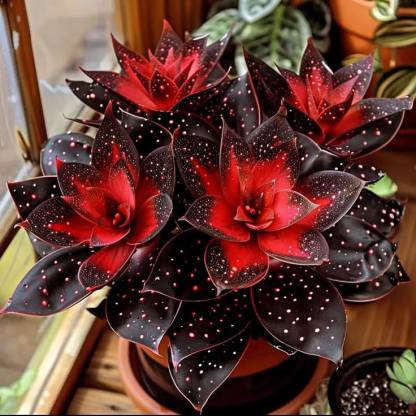 🌟Среднощно синя Хоста - сияйно допълнение към вашия дом! 🌟