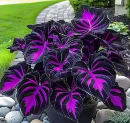 🌟Hosta/Coleus Seeds