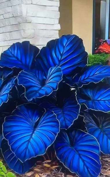 🌟Hosta/Coleus Seeds