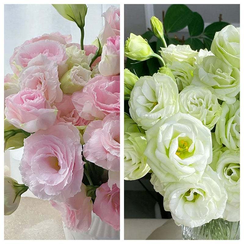 🔥Последен ден на продажба💝Eustoma Thornless Rose💐Семена от лизиантус