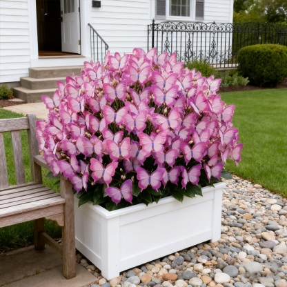 ✨Лесни за отглеждане семена — цъфтеж на пеперуди за жива градина