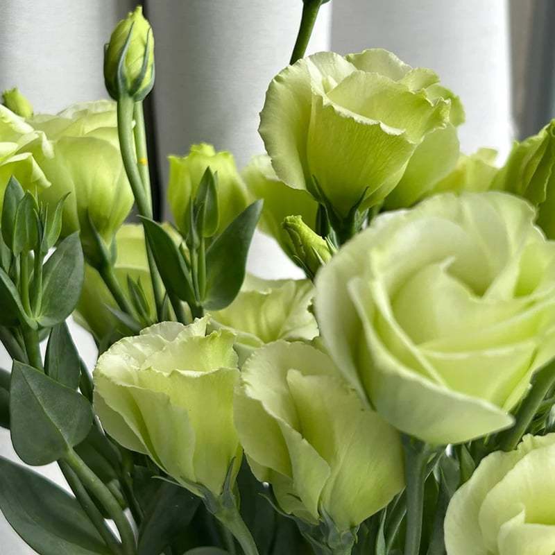 🔥Последен ден на продажба💝Eustoma Thornless Rose💐Семена от лизиантус
