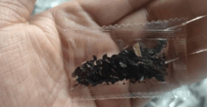 🌟Hosta/Coleus Seeds