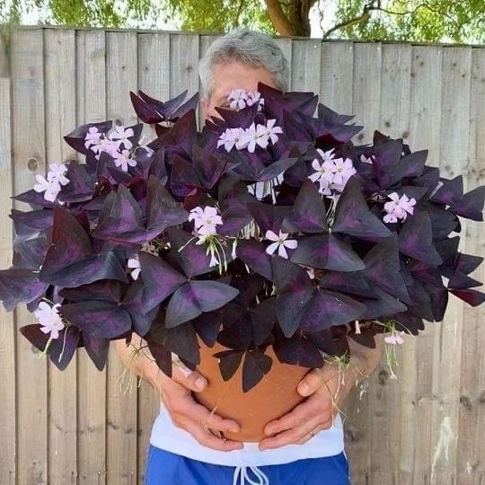 💜 Fialový oxalis / Šťastný ďatelinový kvet | Ľahko pestovateľná izbová aj vonkajšia rastlina