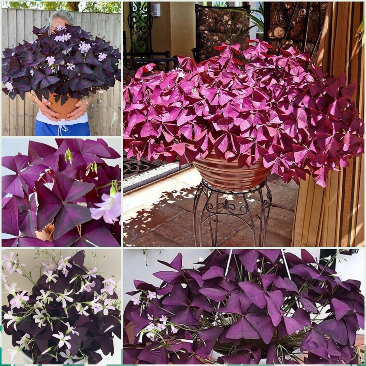 💜 Fialový oxalis / Šťastný ďatelinový kvet | Ľahko pestovateľná izbová aj vonkajšia rastlina