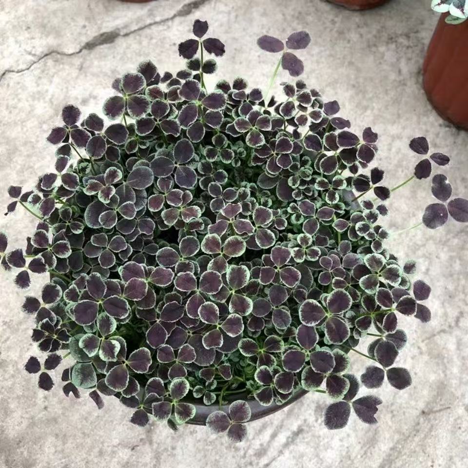 💜 Fialový oxalis / Šťastný ďatelinový kvet | Ľahko pestovateľná izbová aj vonkajšia rastlina