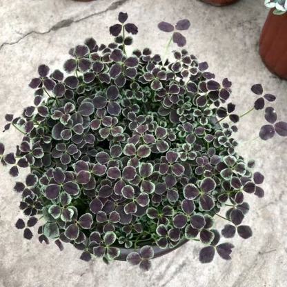 💜 Fialový oxalis / Šťastný ďatelinový kvet | Ľahko pestovateľná izbová aj vonkajšia rastlina