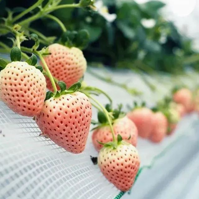 🍓🖤 Riesige Black Diamond Erdbeeren Samen – süß, nährstoffreich & einfach zu Hause anzubauen