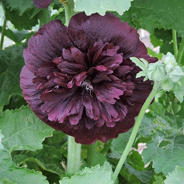 Редки семена на двойна слез