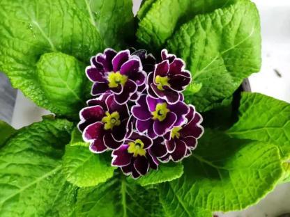Primrose - Spring's First Bloom