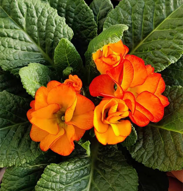 Primrose - Spring's First Bloom