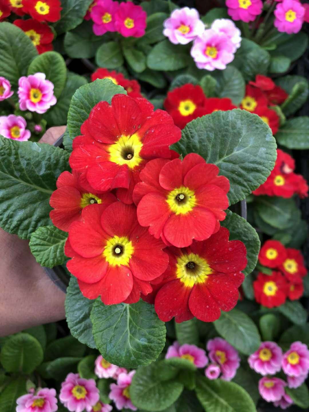 Primrose - Spring's First Bloom