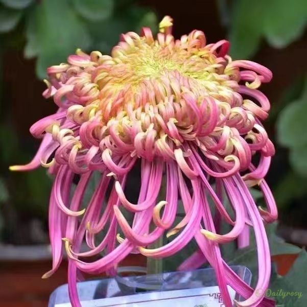 Beautiful Rare Spider Chrysanthemum 🌻 Very Easy