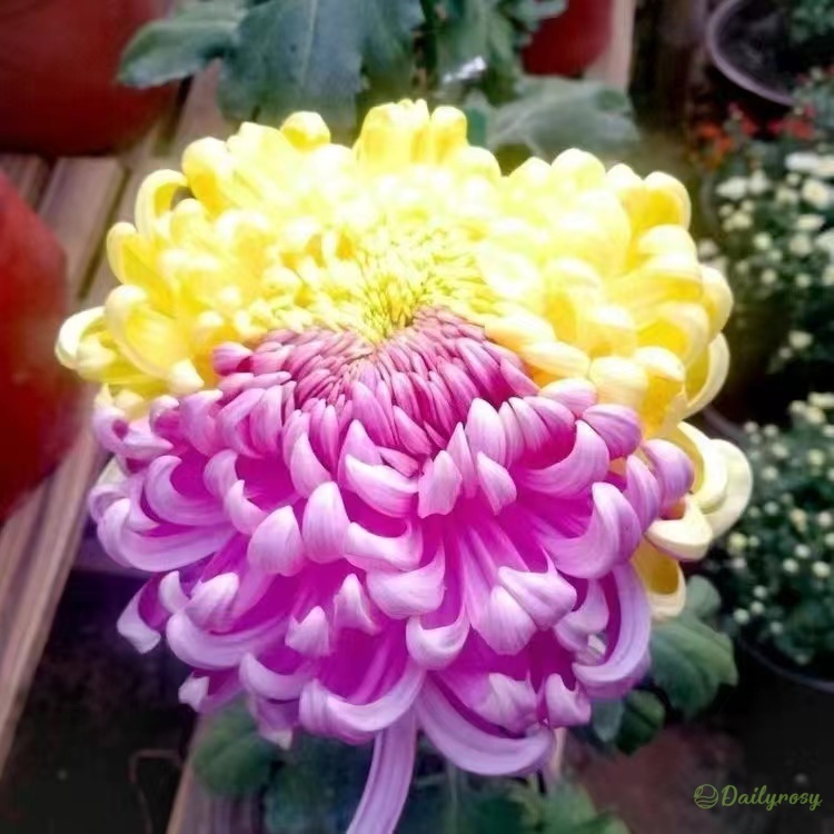 Beautiful Rare Spider Chrysanthemum 🌻 Very Easy
